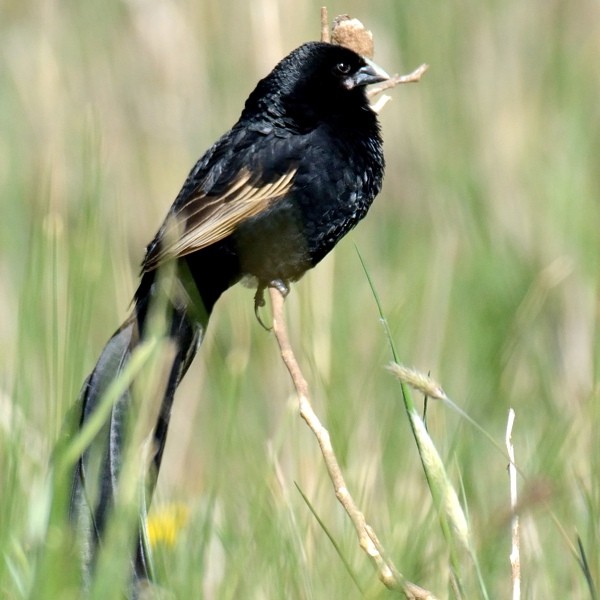 9. Ngorongoro CA  1-17