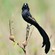 8. Ngorongoro CA  1-17