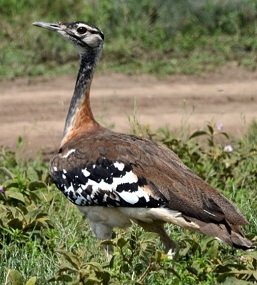 Denham's Bustard