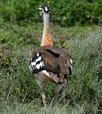 BUSTARDS, HEMIPODES, AND SANDGROUSE. Birds of Dry Places. by