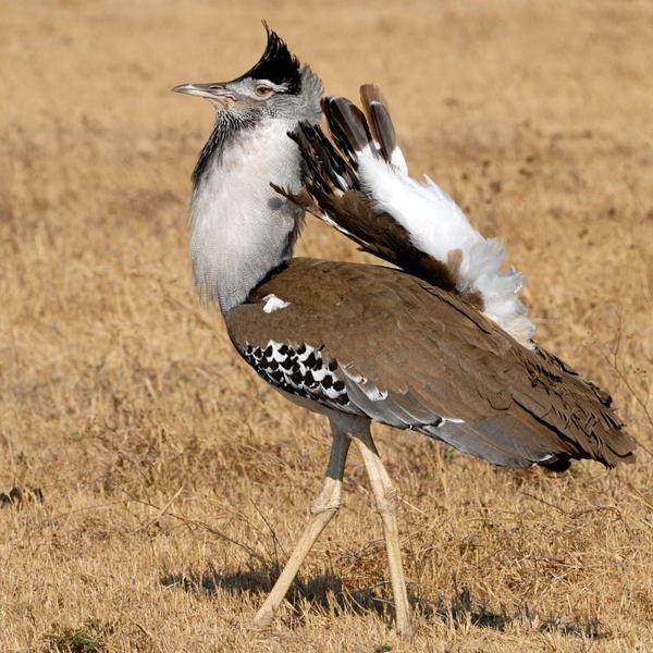 1. Ngorongoro Crater  9-10