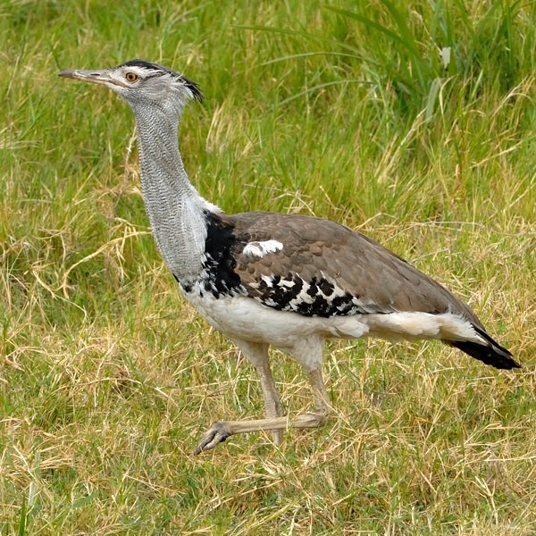 10. Ngorongoro Crater  7-12