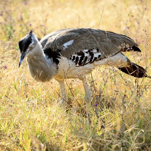 12. Ngorongoro Crater  7-14