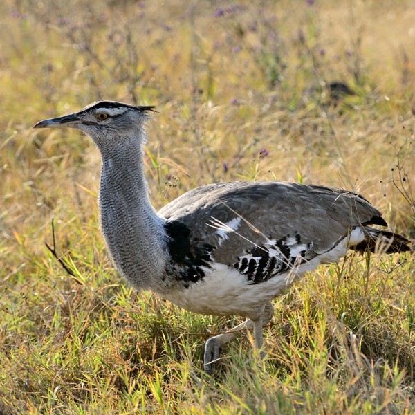 13. Ngorongoro Crater  7-14