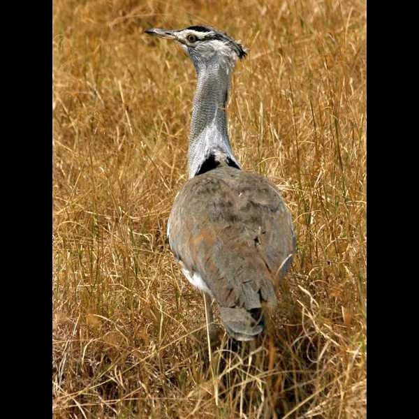 14. Ngorongoro Crater Ken Goodman   9-08