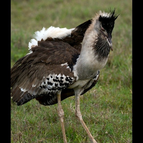 18. Ngorongoro Crater  1-16