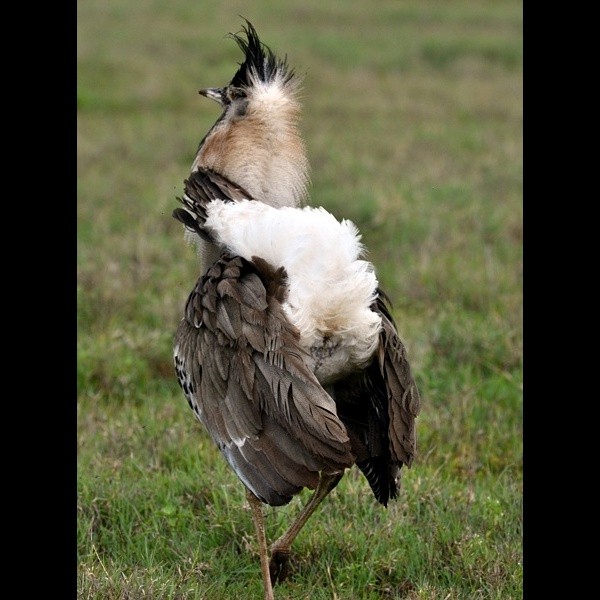 19. Ngorongoro Crater  1-16