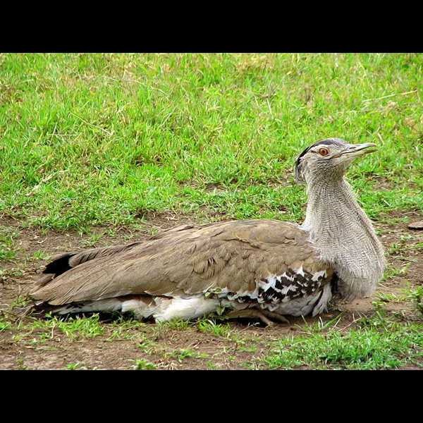 20. Ngorongoro Crater Tom Nicholls   2-08