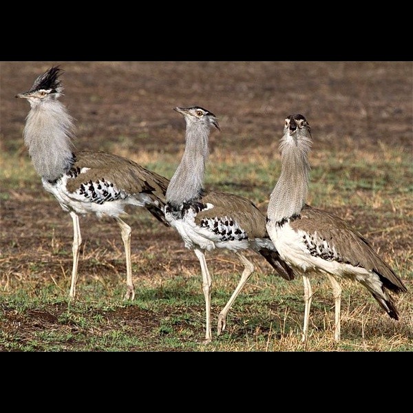 7. Ngorongoro Crater  Paul Oliver  11-16