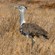 11. So. Tarangire  7-12