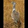 14. Ngorongoro Crater Ken Goodman   9-08