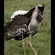 18. Ngorongoro Crater  1-16