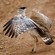 4. Ngorongoro CA   Claude Melde   7-21