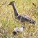 5. Chick & adult  Serengeti  Staurt Webb  2-11