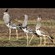 7. Ngorongoro Crater  Paul Oliver  11-16