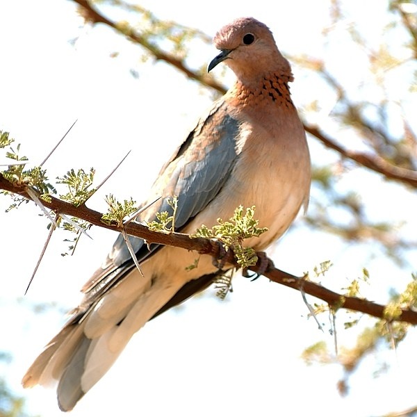 10. Tarangire  8-04