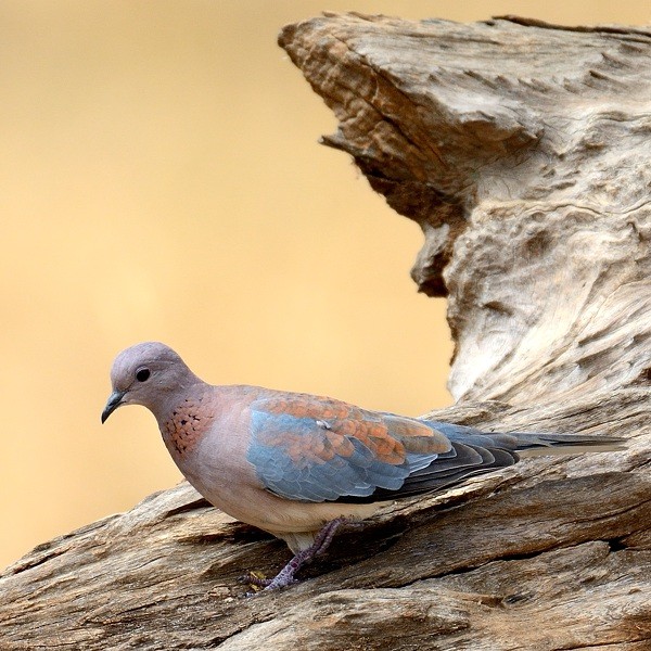 2. Tarangire  10-17