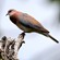 11. Hwange NP (Zimbabwe)  4-16