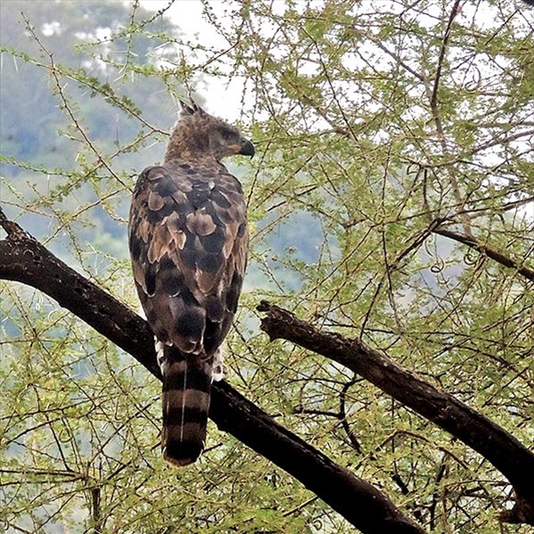 10. Lake Manyara  Joseph Morlan  7-13