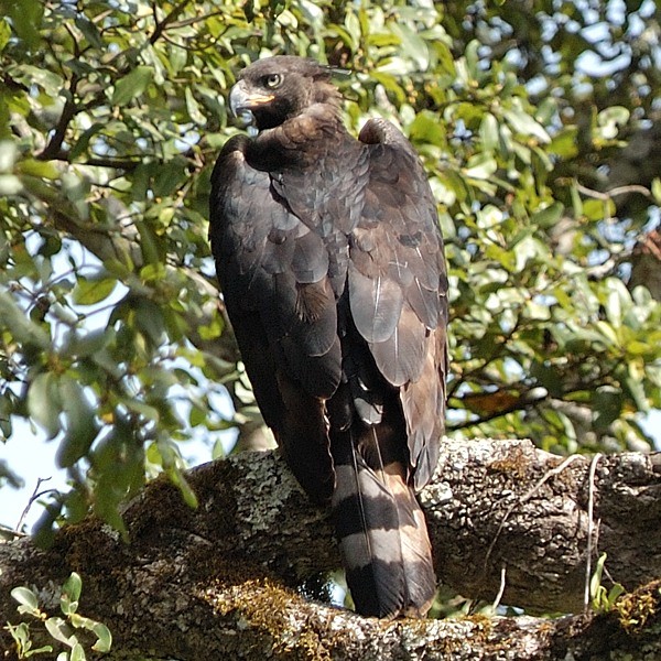 11. Arusha NP  9-04