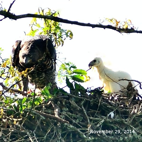 19. Arusha NP  11-14
