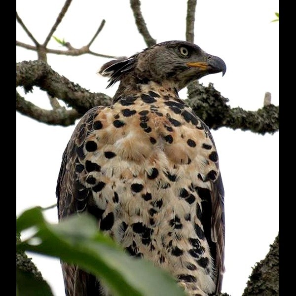 26. Arusha NP  Jackie Brice-Bennett  9-16