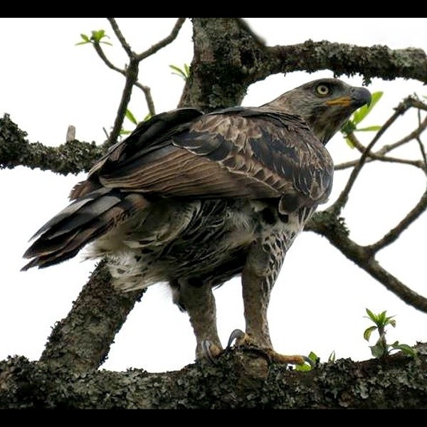 27. Arusha NP  Jackie Brice-Bennett  9-16