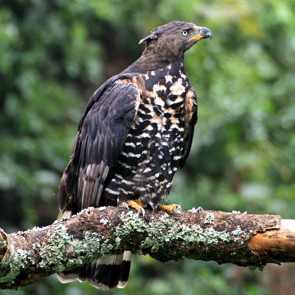 4. Arusha NP  Peter King  7-18