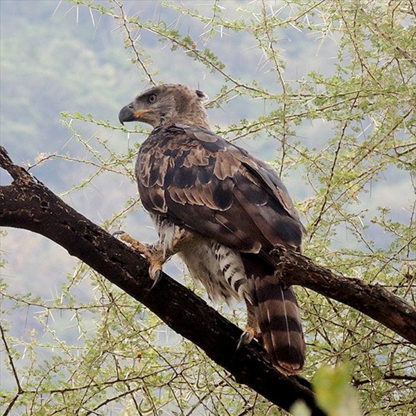 9. Lake Manyara  Joseph Morlan  7-13