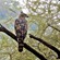 10. Lake Manyara  Joseph Morlan  7-13