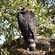 11. Arusha NP  9-04