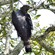 12. Arusha NP  9-04