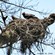 14. Arusha NP  John Schwerkoske  10-14