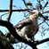 2. Juvenile  Arusha   Amos Pampy Hardcker   8-22