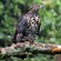 4. Arusha NP  Peter King  7-18