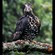 5. Arusha NP  Peter King  7-18
