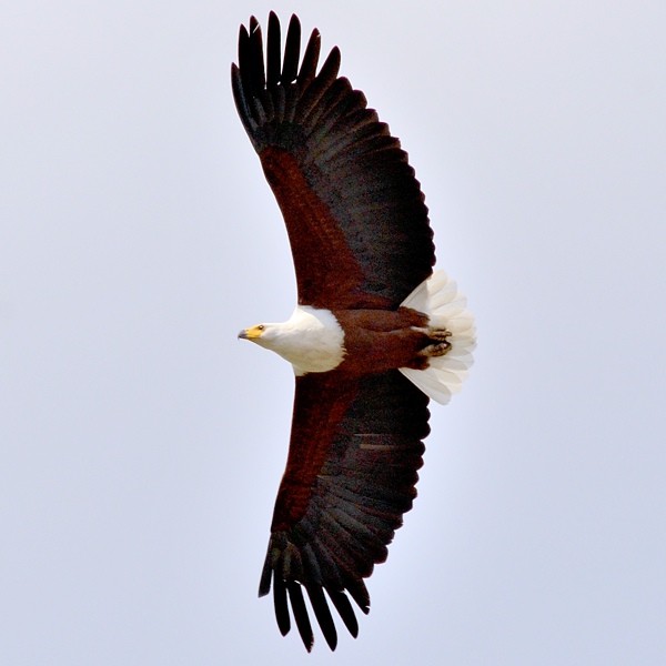 17. Ruaha  8-13