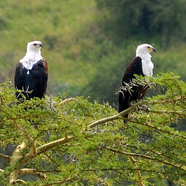 19. Tarangire  6-12