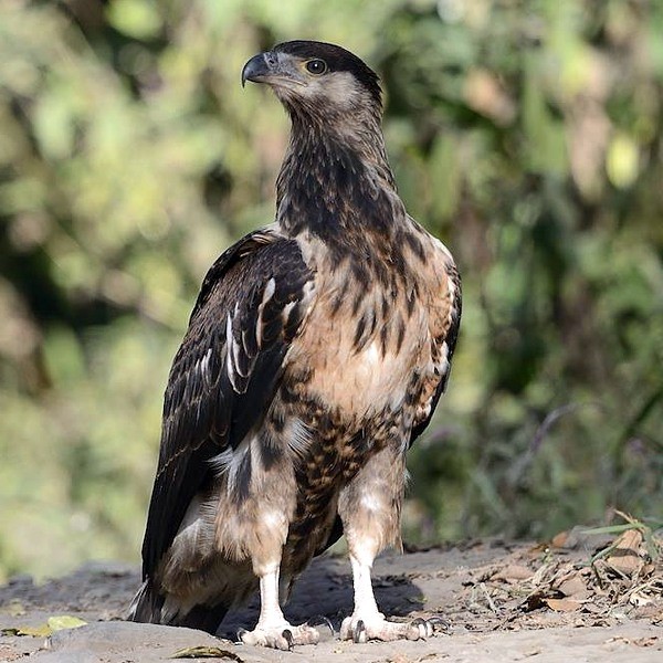 21. Juvenile  Arusha NP  Per Holmen  7-13