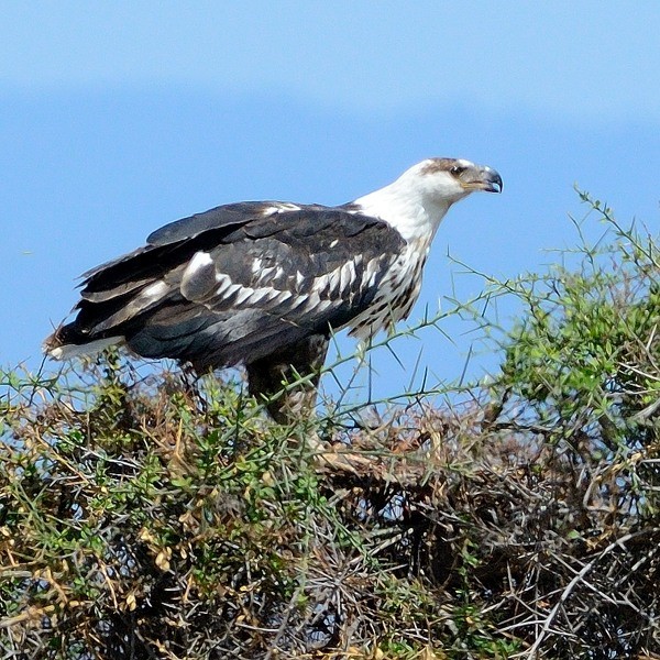 24. Lake Burunge  9-12