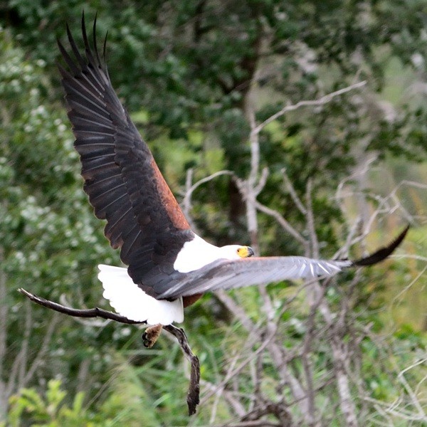 40. Kafue  NP (Zambia)  4-16