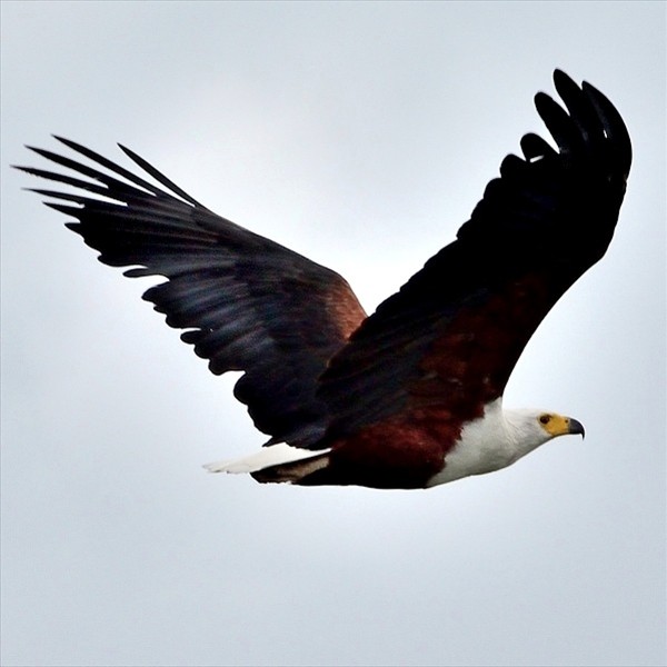 41. Kafue  NP (Zambia)  4-16
