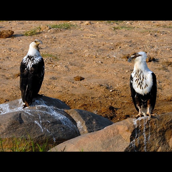 5. Immatures  Tarangire  7-12