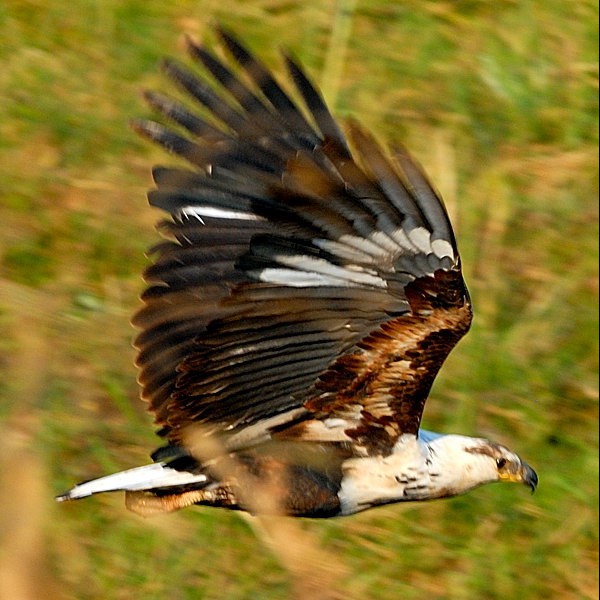 6. Immature  Tarangire  7-12