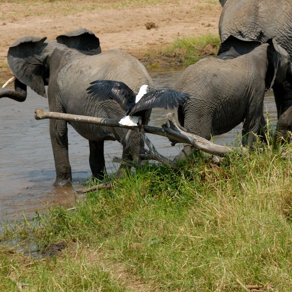 7. Tarangire  7-12