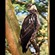 20. Immature  Lake Nakuru  Karine Van der Vurst  3-12