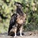 21. Juvenile  Arusha NP  Per Holmen  7-13