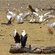 35. Lake Manyara  9-08