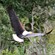 40. Kafue  NP (Zambia)  4-16