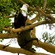 47. With baboon  Russell Peacey  Serengeti  6-12
